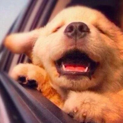 $Puppies Launch On Mexc Exchange October 7, 2025