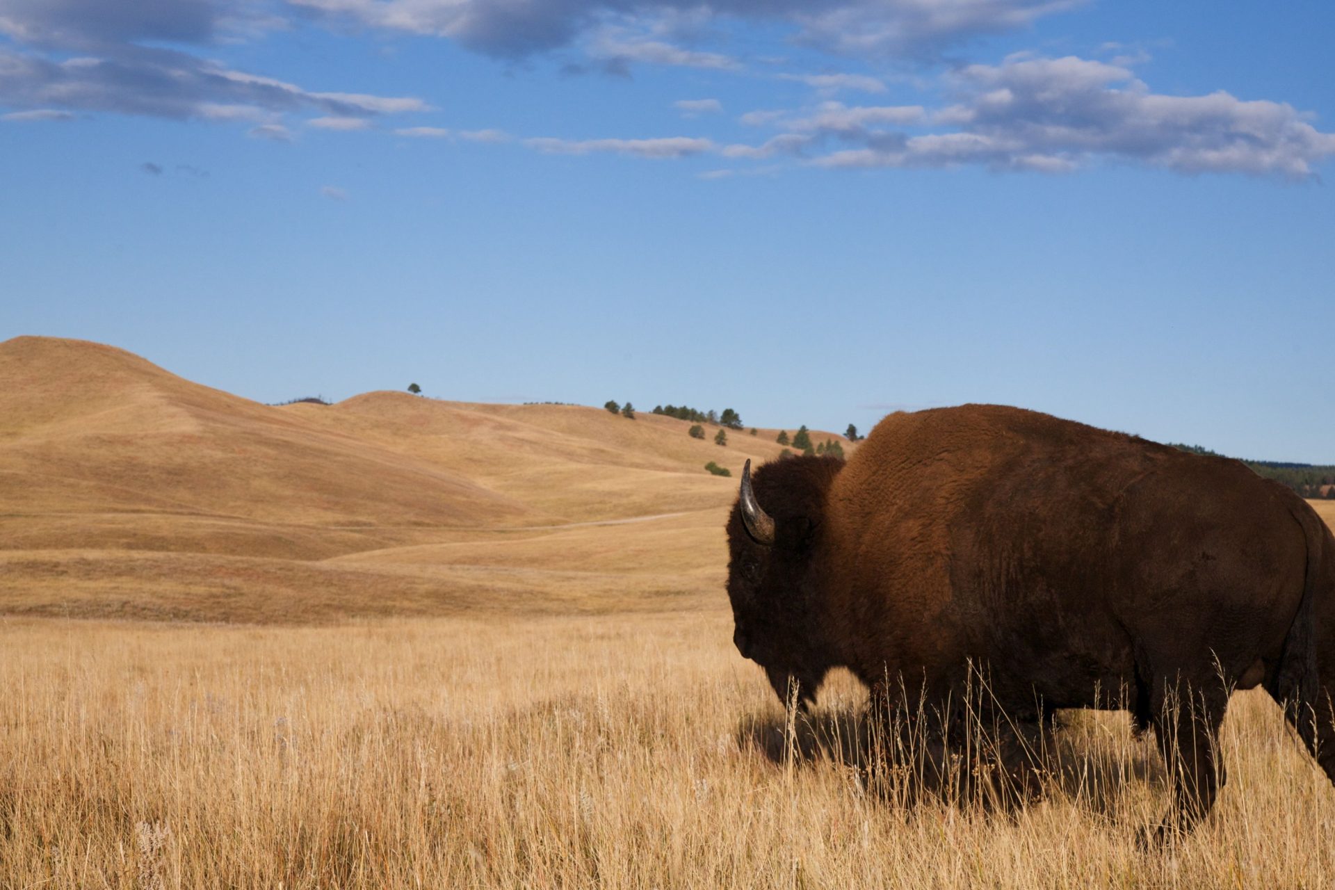 North Dakota’S Roughrider Coin Set For 2026 Launch