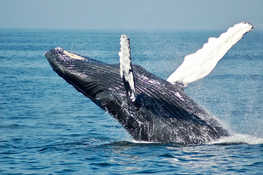 Bitcoin Whales: Market Comeback Or Just A Mirage?