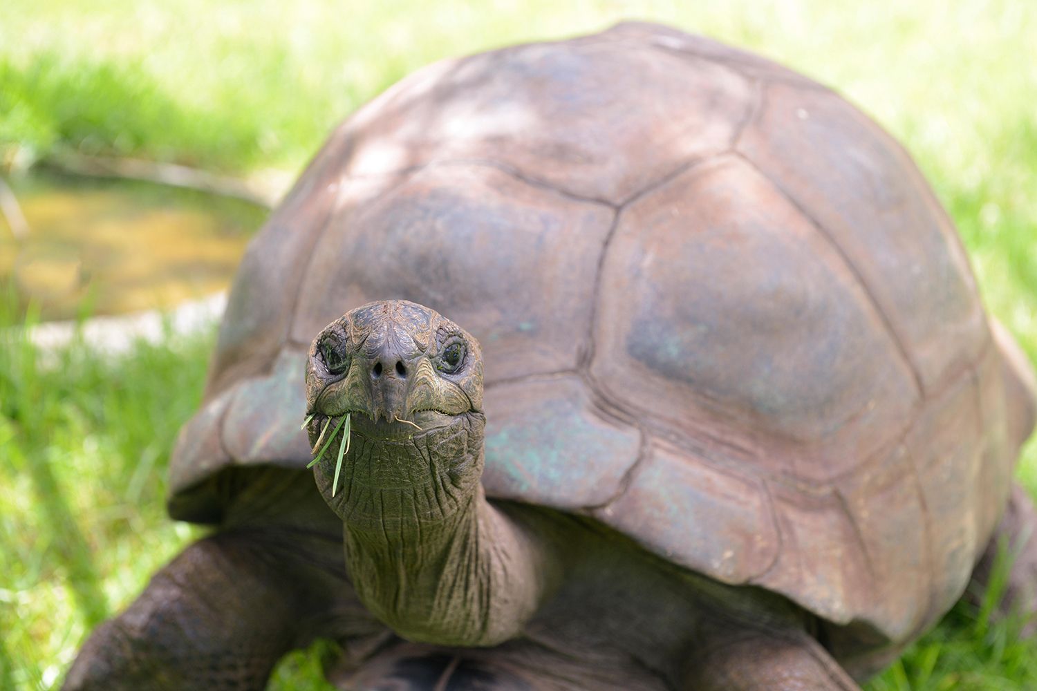 Crypto Mentions Face Auto-Lock After Tortoise Hoax