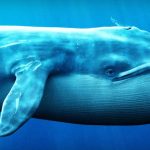 Whales Continue to Flock to This Altcoin