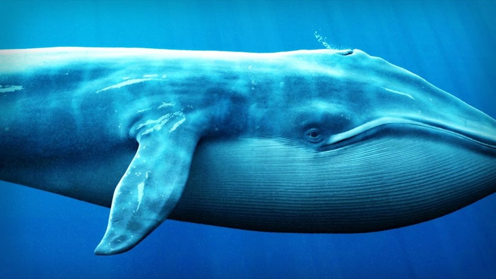 Whales Continue to Accumulate This Altcoin