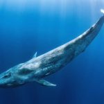 The Big Whales Are on the Move: An Institutional Whale Sold $33 Million Worth of 3 Altcoins