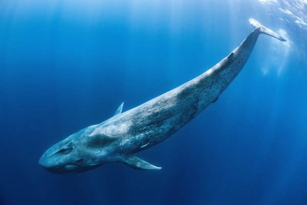 Institutional Whale Sells $33 Million in 3 Altcoins