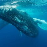 Whale Takes Action on These Three Altcoins: Withdraws Massive Amounts