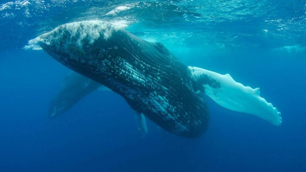 Whale Withdraws Large Amounts from Three Altcoins